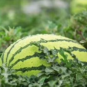 宁夏外运 硒砂瓜——正宗宁夏中卫香山富硒 硒砂瓜 8kg~10kg