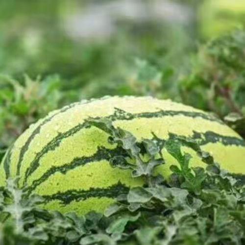 宁夏外运 硒砂瓜——正宗宁夏中卫香山富硒 硒砂瓜 8kg~10kg 商品图0