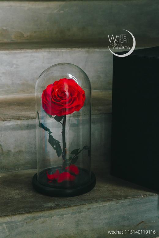 小王子永生花玻璃罩玫瑰花 商品图3
