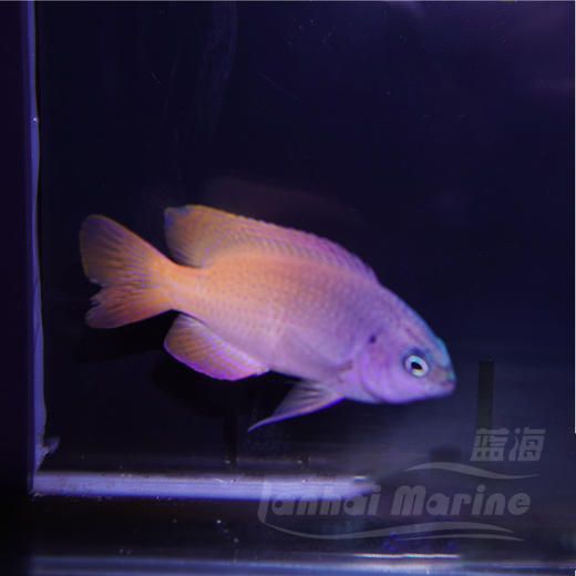 紫头粉魔 商品图1