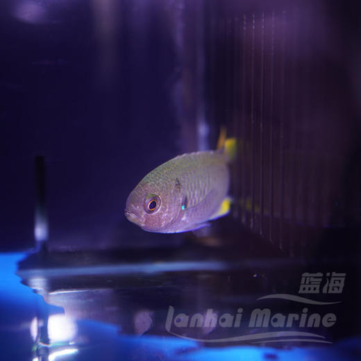 燕尾魔 商品图5