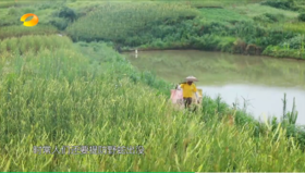 湖南草海洞庭湖，岳麓山红枫，日落长沙秋色摄影6天之旅