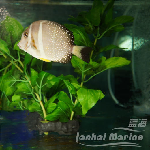 芥辣吊 商品图2