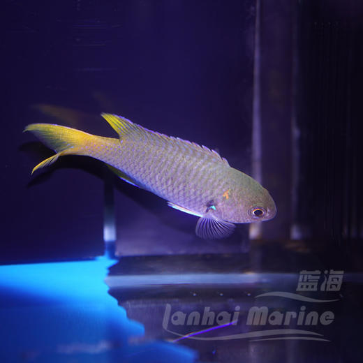 燕尾魔 商品图1