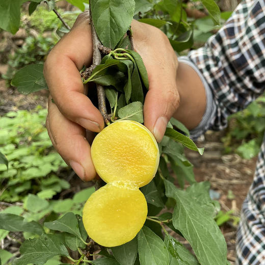 【顺丰发货】雅安黄金桃花李李子入口鲜甜圆润饱满汁水丰沛现摘现发 商品图2