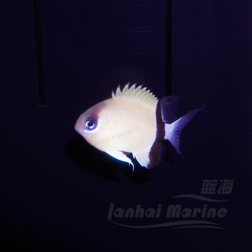 西施雀 商品图4