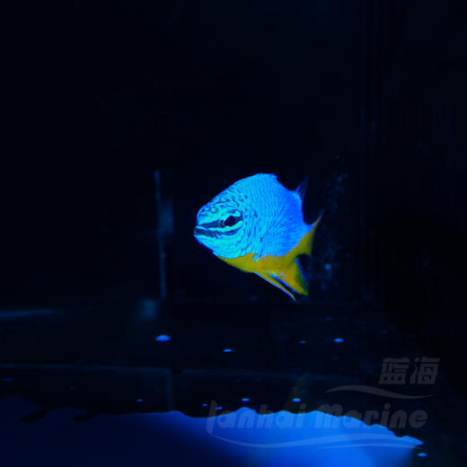 黄肚蓝魔 商品图5