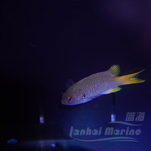 燕尾魔 商品图3