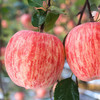 【直发】烟台红富士 商品缩略图2