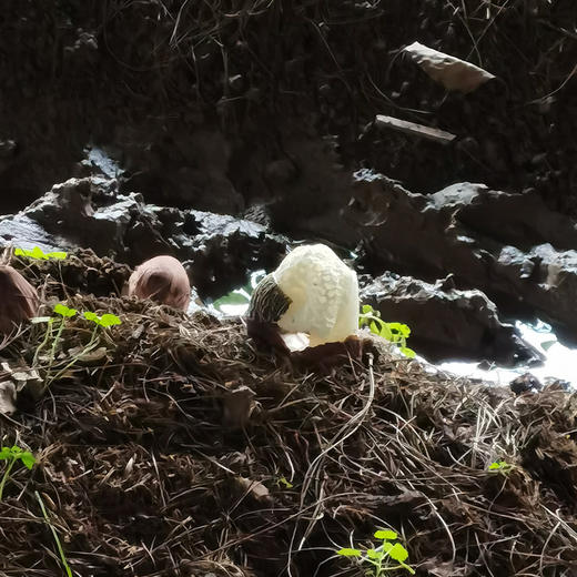 第二件立减十元 精选竹荪35g  A-5724 （效期27-1） 商品图4