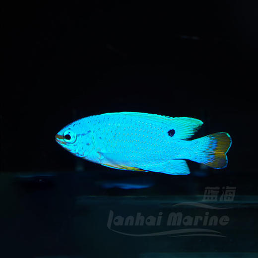 橙尾蓝魔 商品图1