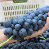 【爆款预售】坏果包赔云南夏黑葡萄孕妇水果现摘现发 商品缩略图5
