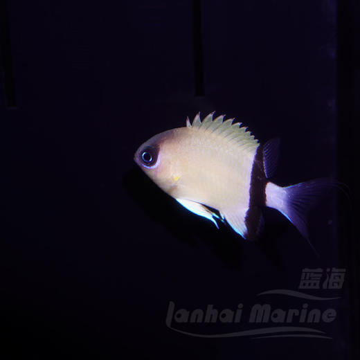 西施雀 商品图1