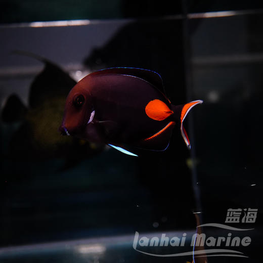 鸡心吊 商品图2
