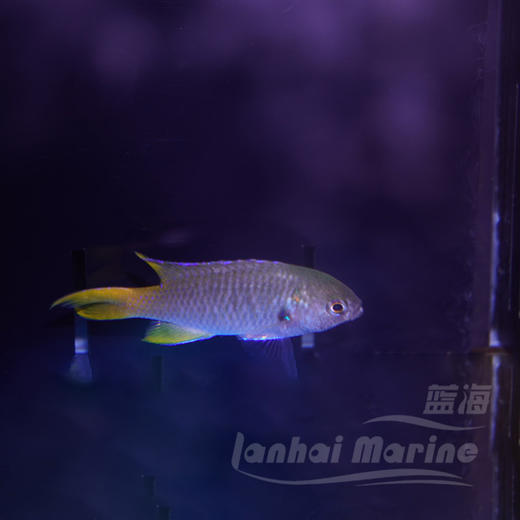 燕尾魔 商品图2