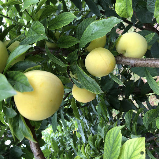 【顺丰发货】雅安黄金桃花李李子入口鲜甜圆润饱满汁水丰沛现摘现发 商品图4