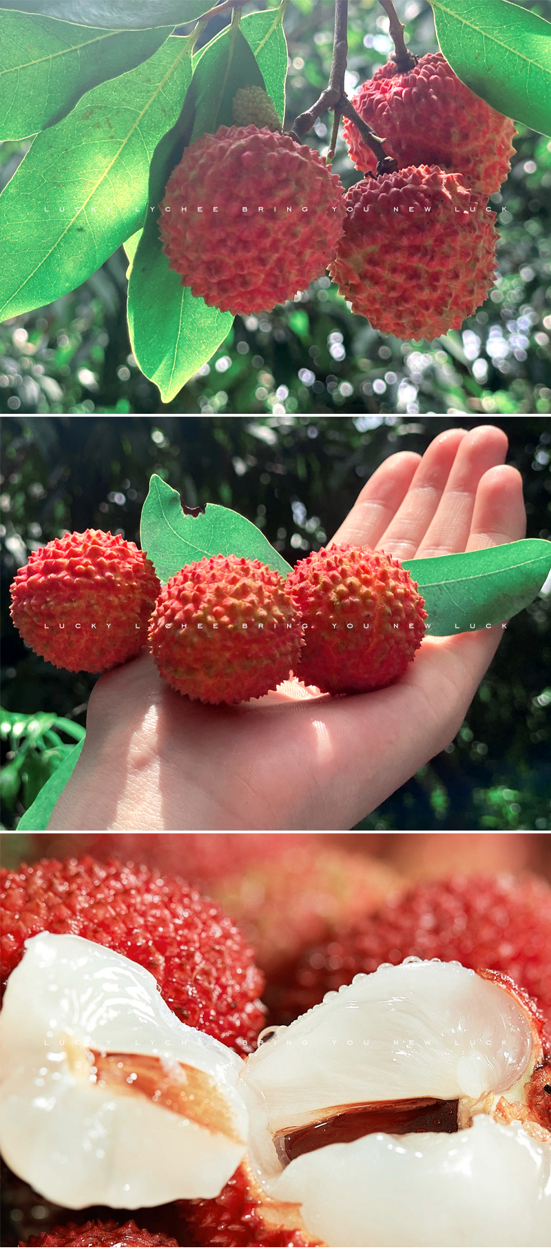 【顺丰空运】2021大运荔-新鲜采摘-合江带绿荔枝-奥运荔枝