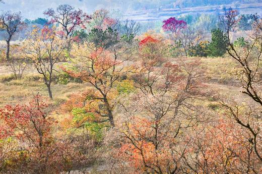 【湖北大悟红叶】“金秋好时节，大悟赏红叶”5天摄影创作团 商品图12