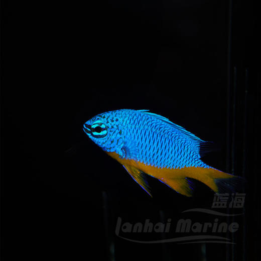 黄肚蓝魔 商品图1