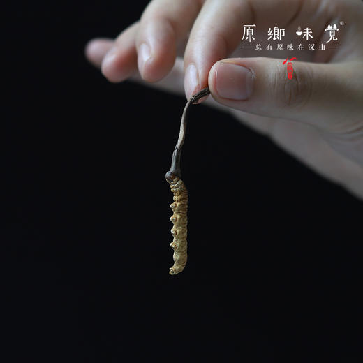 那曲【2023年干虫草】（成都仓库-顺丰包邮） | 10g，20g，来自西藏那曲市比如县，生产者：当地藏民【原乡直采】 商品图2