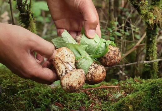 【香格里拉新鲜松茸】 香格里拉新鲜松茸 产地直发出口级礼盒装 实地考察 一级品质 商品图11