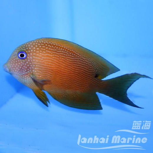 蓝眼食苔吊 商品图2