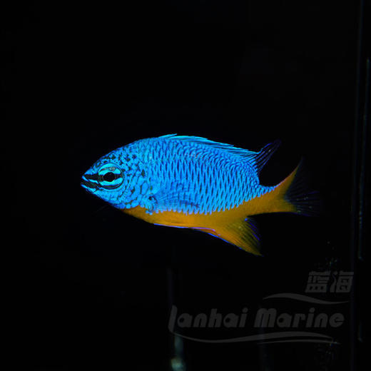 黄肚蓝魔 商品图2