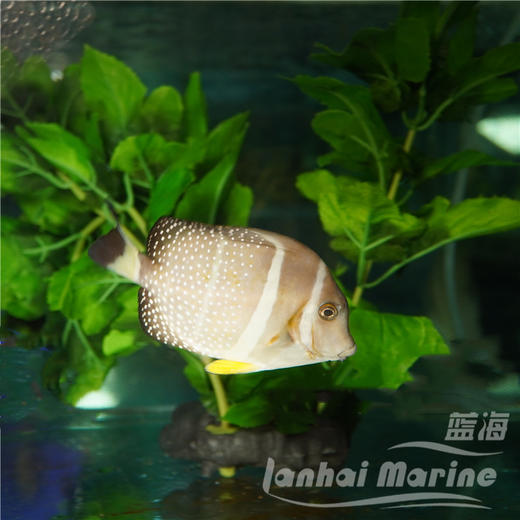 芥辣吊 商品图3