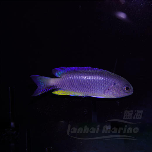 闪电魔（子弹魔） 商品图8