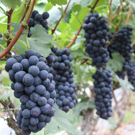 【爆款预售】坏果包赔云南夏黑葡萄孕妇水果现摘现发 商品图0