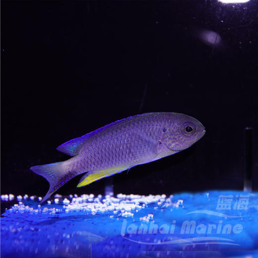 闪电魔（子弹魔） 商品图2