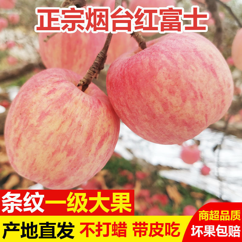 【直发】烟台红富士