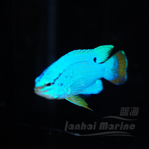 橙尾蓝魔 商品图5