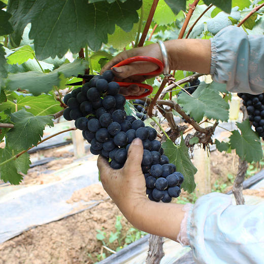 【爆款预售】坏果包赔云南夏黑葡萄孕妇水果现摘现发 商品图4