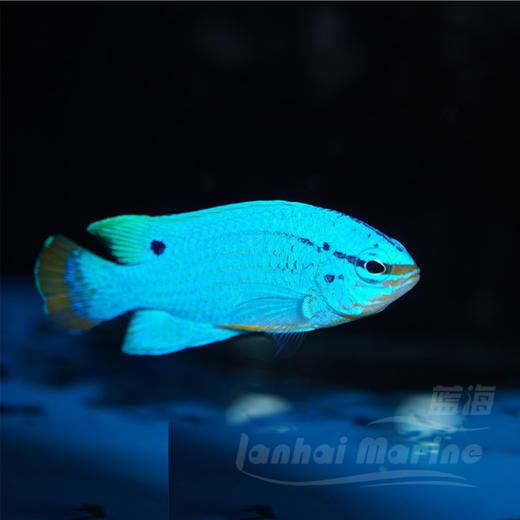橙尾蓝魔 商品图3