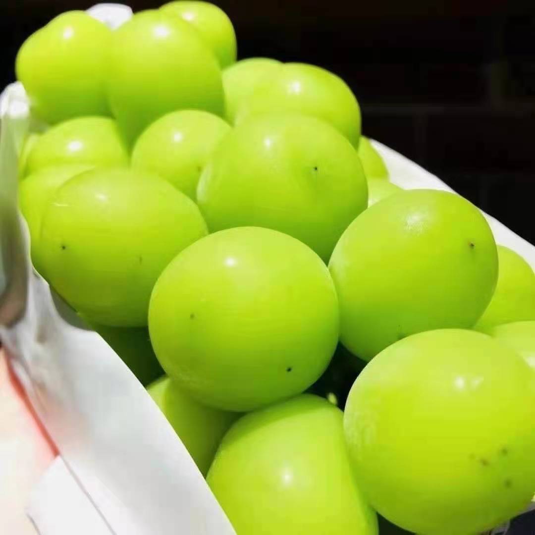 晴王阳光玫瑰葡萄特级果1串2225斤23串667斤原箱
