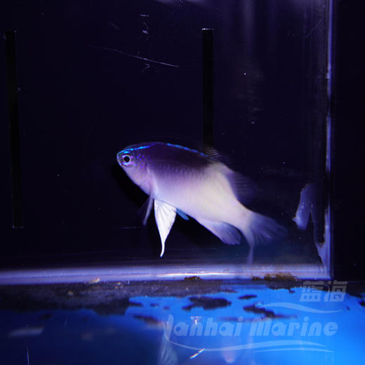 黑背魔 商品图2