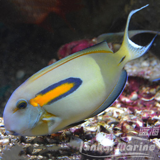 一字吊 商品图1