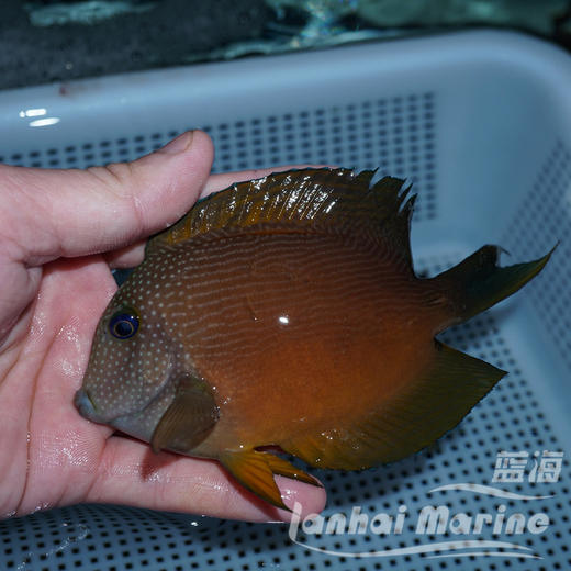 蓝眼食苔吊 商品图4