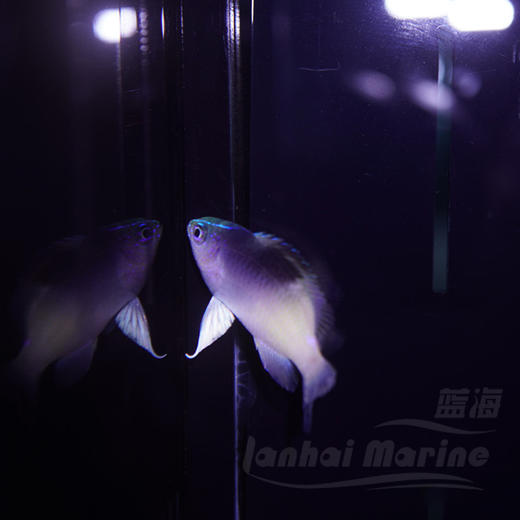 黑背魔 商品图5