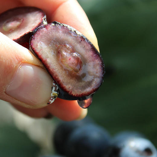 【爆款预售】坏果包赔云南夏黑葡萄孕妇水果现摘现发 商品图2