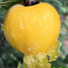 【顺丰发货】雅安黄金桃花李李子入口鲜甜圆润饱满汁水丰沛现摘现发