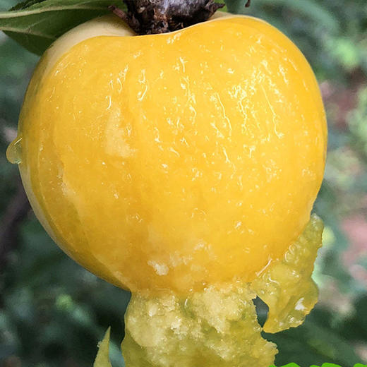 【顺丰发货】雅安黄金桃花李李子入口鲜甜圆润饱满汁水丰沛现摘现发 商品图0