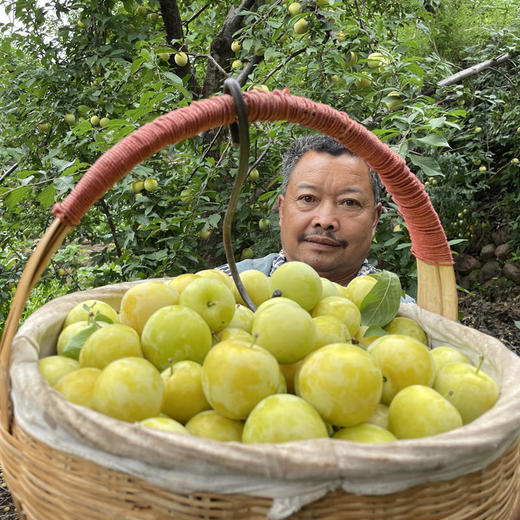 【顺丰发货】雅安黄金桃花李李子入口鲜甜圆润饱满汁水丰沛现摘现发 商品图3