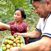 预售至7.22发货【四川.蒲江红心猕猴桃】 果肉细腻，多汁爽口，鲜嫩甜，来自蒲江的甜美味道 商品缩略图4