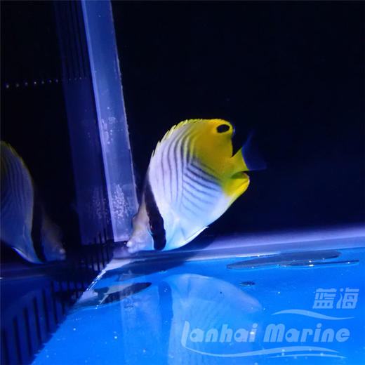 人字蝶 商品图4