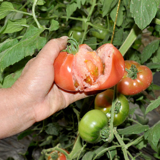 彩虹雨有机蔬菜现摘新鲜草莓西红柿番茄4斤/6斤装欧盟认证全国包邮 商品图2