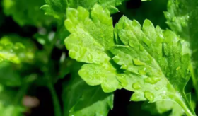  洗澡用艾皂，驱除湿气和热毒，一年身体都棒棒的！ 