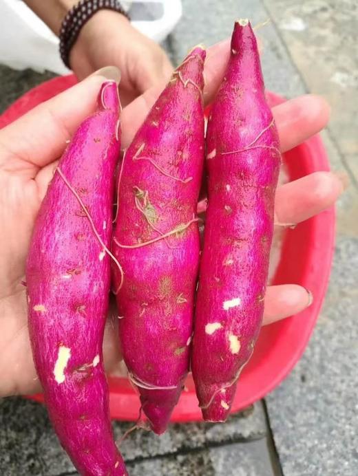 时令试吃福利！天目山小香薯 两斤装 软糯香甜嘎嘎香 商品图1