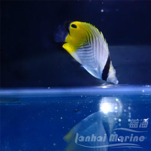 人字蝶 商品图6